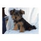 Yorkshire Terrier Welpen - Rüde