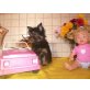 Yorkshire Terrier Welpen - Rüde