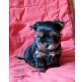 Yorkshire Terrier Welpen - Rüde