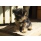 Yorkshire Terrier Welpen - Rüde