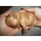  Yorkshire Terrier Welpen  Welpen - Hündin