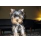 Yorkshire Terrier Welpen, Yorkshire Terrier - Rüde