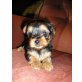 Yorkshire Terrier Welpen, Yorkshire Terrier Welpen - Hündin