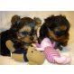 Yorkshire Terrier Welpen, Yorkshire Terrier Welpen - Rüde