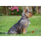Yorkshire Terrier Welpen, Yorkshire Terrier Welpen - Rüde