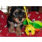 Yorkshire Terrier Welpen, Yorkshire Terrier Welpen - Rüde