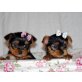 Yorkshire Terrier Welpen für Weihnachten,,, Yorkshire Terrier - Hündin