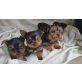 Yorkshire Terrier, Yorkshire Terrier - Hündin