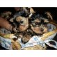 Yorkshire Terrier, Yorkshire Terrier - Hündin