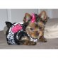 Yorkshire Terrier, Yorkshire Terrier - Hündin