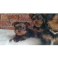 Yorkshire Terrier, Yorkshire Terrier - Rüde