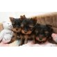Yorkshire Terrier, Yorkshire Terrier - Rüde