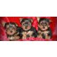 Yorkshire Terrier, Yorkshire Terrier - Rüde