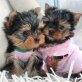 Yorkshire Terrier, Yorkshire Terrier - Rüde