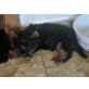 Yorkshire Terrier zum Barbarakreuz, Rüde, Yorkshire Terrier Welpen - Rüde