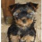 Yorkshire Terrier zum Barbarakreuz, Yorkshire Terrier Welpen - Rüde