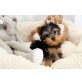 Yorkshire Terrier zum Verkauf, Yorkshire Terrier - Rüde