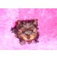 Yorkshire Welpen, Yorkshire Terrier Welpen - Hündin