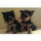 Yorkshire Welpen, Yorkshire Terrier Welpen - Hündin
