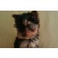 Yorkshire Welpen, Yorkshire Terrier Welpen - Rüde