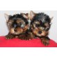 Yorkshire, Yorkshire Terrier Welpen - Hündin