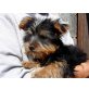 Yorkshire terrier Welpen, Yorkshire Terrier Welpen - Hündin