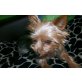 Yorkshireterrier-Chihuahuamix - Hündin