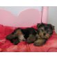 Yorkshireterrier Uno mit AT, Yorkshire Terrier Welpen - Rüde