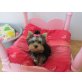 Yorkshireterrier Uriella mit AT, Yorkshire Terrier Welpen - Hündin