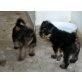Yorky-Baby, Yorkshire Terrier Welpen - Hündin