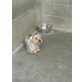 Yoschi, Yorkshire Terrier - Rüde