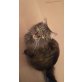 Yoshi, Haus- und Wildkatze - Kater