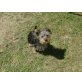 Yoshi, Yorkshire Terrier - Rüde