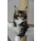 Yoshi the Sweet Devil, Maine Coon - Kater