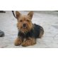 Yoyo, lieber Bub, Yorkshire Terrier - Rüde