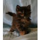Ypsi, Maine Coon - Katze