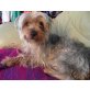 Yuki 'Augustin', Yorkshire-Terrier-Mischlingsrüde - Rüde