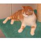 Yukom ein Sampfter BKH Junge, Britisch Kurzhaarkatze - Kater