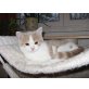 Yukon von Peo-Cats, Britisch Kurzhaarkatze - Kater