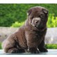 Yul Brunner, Chow-Chow Welpen - Rüde