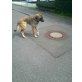 Yuma, Kangal-Mix (ganz lieb) - Hündin
