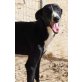 Yuma, geb. 10/2014, freundliche, verschmuste Galgo-Mix - Hündin