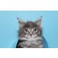 Yuna A Star Coon, Maine Coon - Katze