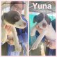 Yuna, Mischling Welpen - Hündin