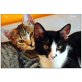 Yuna und Lily,  Unzertrennliche Schwester-Herzchen! Freigang - Katze