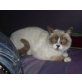 Yuno, Mix aus BKH und Hl. Birma - Kater