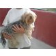 Yuri, Yorkshire Terrier - Rüde