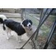 Yvanka sucht zuhause oder Pflegestelle, Border Collie Mix - Hündin