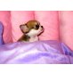 Yvonne,Yoshi,Yasmin,Zeus,Zita,Zodiak, Chihuahua langhaariger Schlag Welpen - Hündin