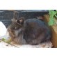 Yvonne, Zwergkaninchen - weiblich